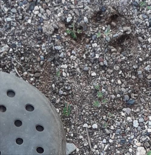 Perhaps the track of a bobcat, to the northeast of a Croc tip